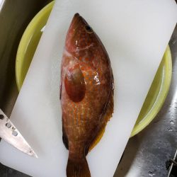 秋の大エギング大会