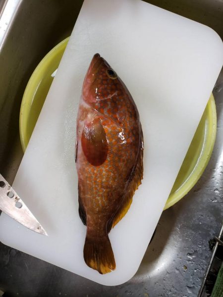 秋の大エギング大会