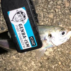 癒しのアジング