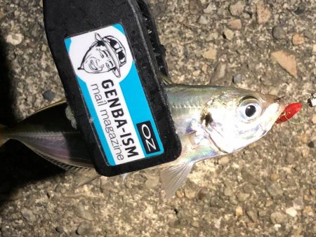 癒しのアジング