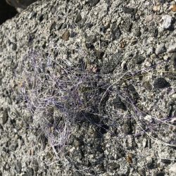 アジング・メバリング