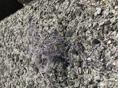 アジング・メバリング