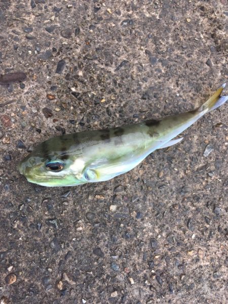 サイズアップしてますよ⤴️