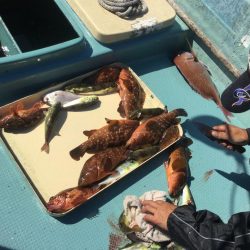 タイラバ  SLJ in 野北沖