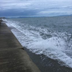 泉南アジ、メバル