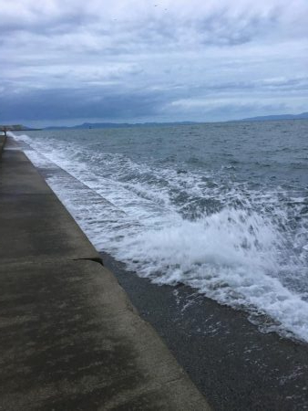 泉南アジ、メバル