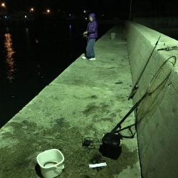 タコ２連ちゃん