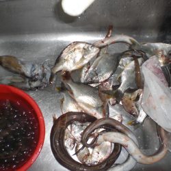 家族で釣り・穴子他大漁