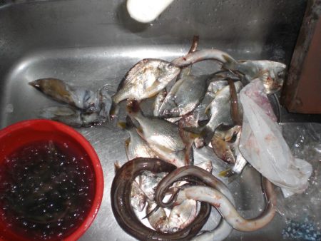 家族で釣り・穴子他大漁