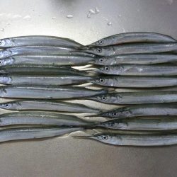 カワハギが撃沈でサヨリは絶好調