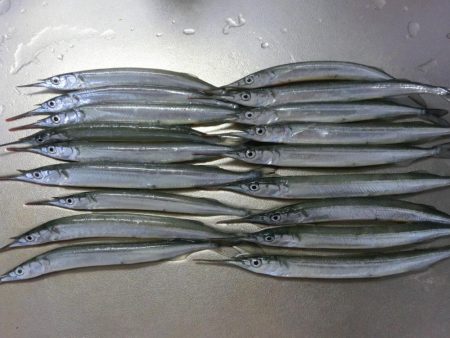 カワハギが撃沈でサヨリは絶好調