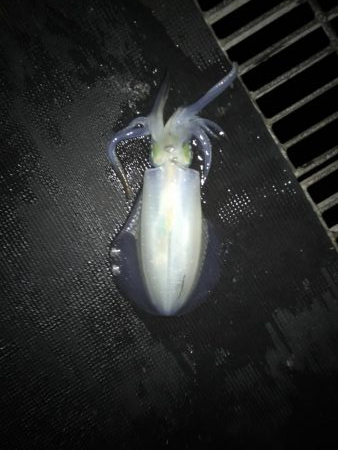 青物&ヒラメ求めて！