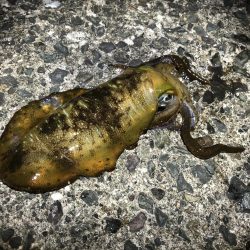 満月大潮なので・・・