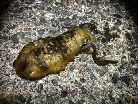 満月大潮なので・・・