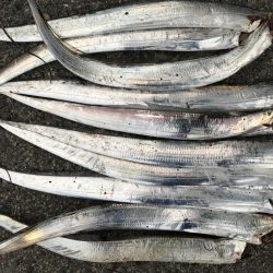 今日は、渋かった。