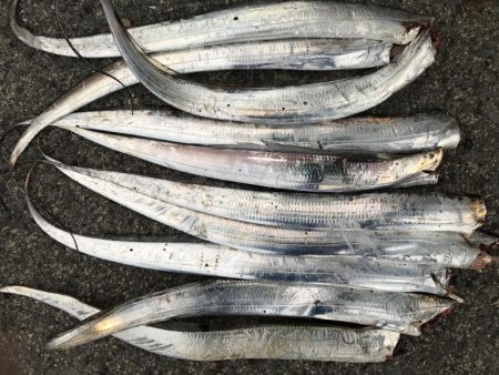 今日は、渋かった。