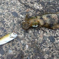 釣り日和なのに渋い