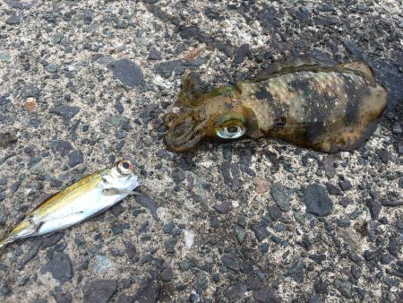 釣り日和なのに渋い