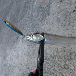 タチウオは好調