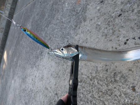 タチウオは好調