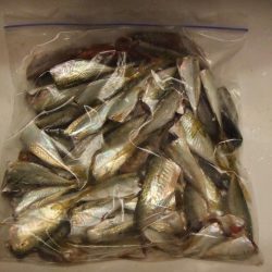 根魚五目にアジ 楽しい