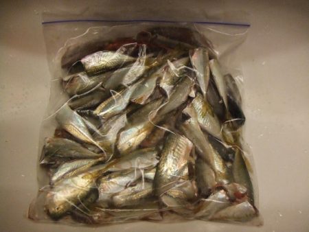 根魚五目にアジ 楽しい