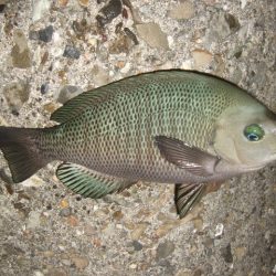 五目ライトゲームで尺アジ降臨