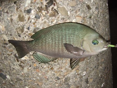 五目ライトゲームで尺アジ降臨