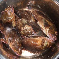 ライトゲーム釣行