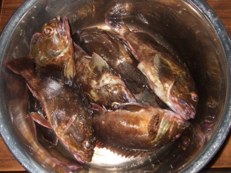 ライトゲーム釣行