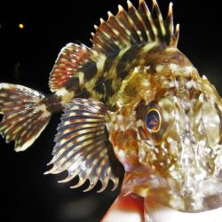 今夜もチーバス