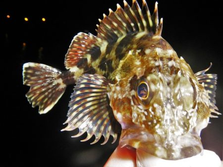 今夜もチーバス