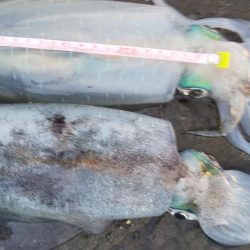 朝マズメエギング