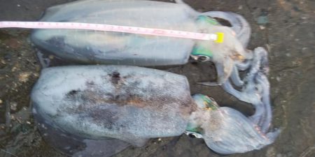 朝マズメエギング