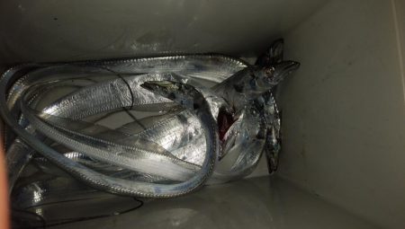 ショアジギング6