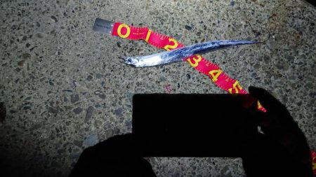 サゴシ祭りじゃ