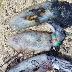 サーフエギング