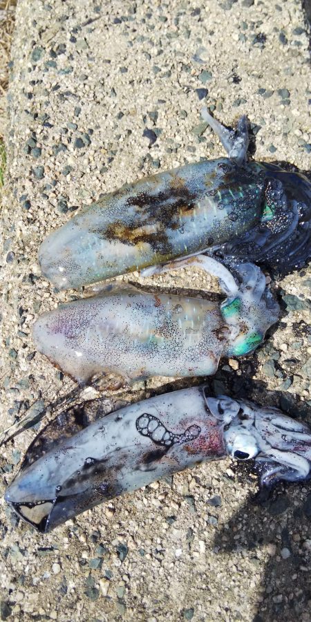 サーフエギング