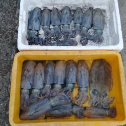 秋烏賊ボートエギング