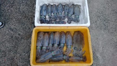 秋烏賊ボートエギング