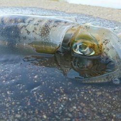 なかなかな爆風だけどエギング