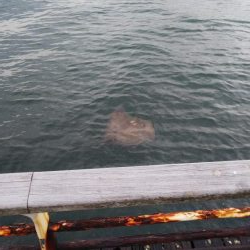 タチウオのちエイ