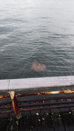 タチウオのちエイ