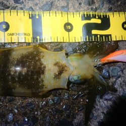 連休朝イチ狙い