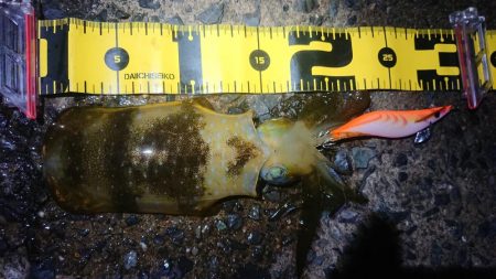 連休朝イチ狙い