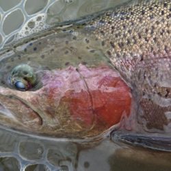 豪雨のアクアヘヴン良型レインボー連発!