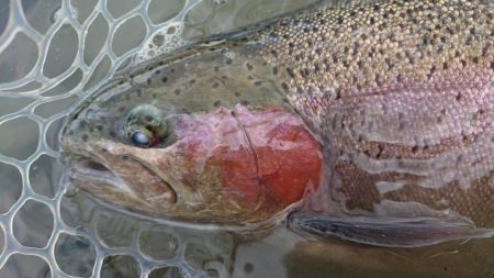 豪雨のアクアヘヴン良型レインボー連発!