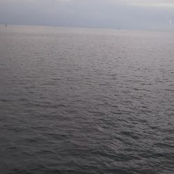 ワインド太刀魚