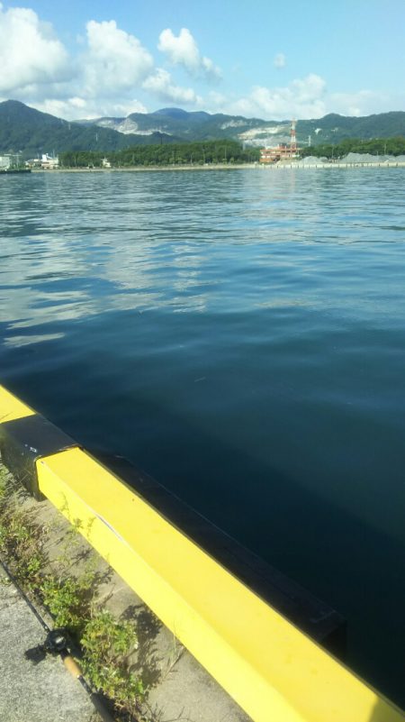 【苅田港】シーバス調査