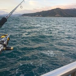 サゴシとキジハタと☆ＥＳＯ☆